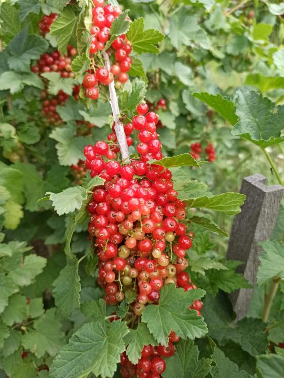 Name:  ribes krmz frenk zm 9.jpg
Views: 807
Size:  75.9 KB