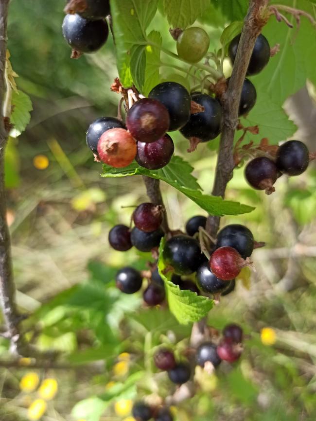 Name:  ribes siyah  frenk zm 7.jpg
Views: 778
Size:  67.6 KB