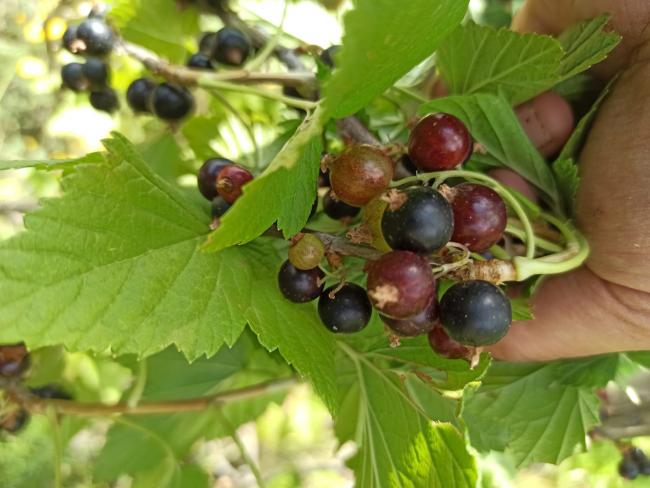 Name:  ribes siyah  frenk zm 6.jpg
Views: 779
Size:  45.3 KB