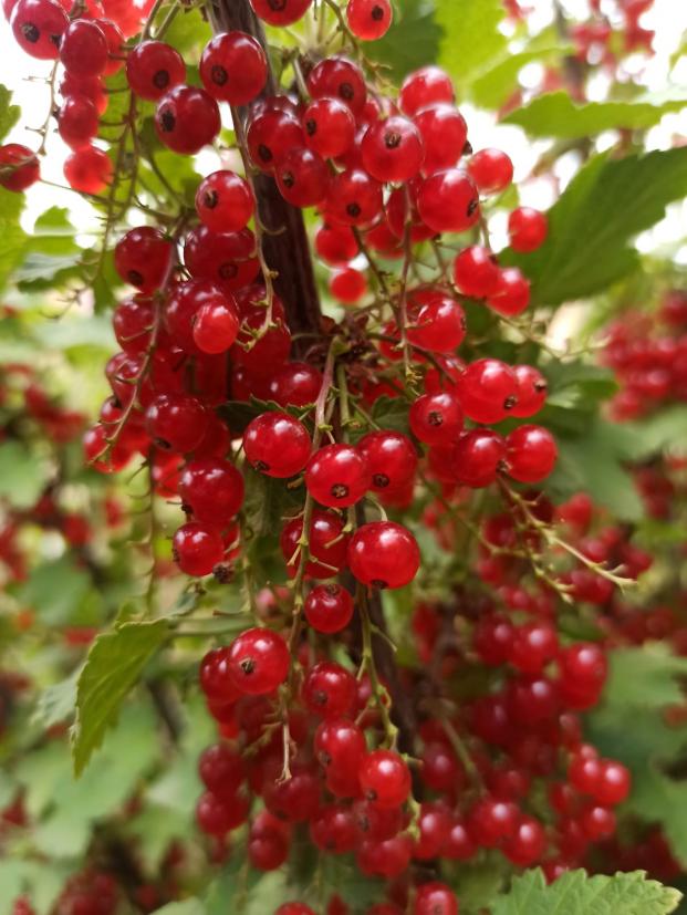 Name:  ribes krmz frenk zm d 2.jpg
Views: 763
Size:  71.8 KB