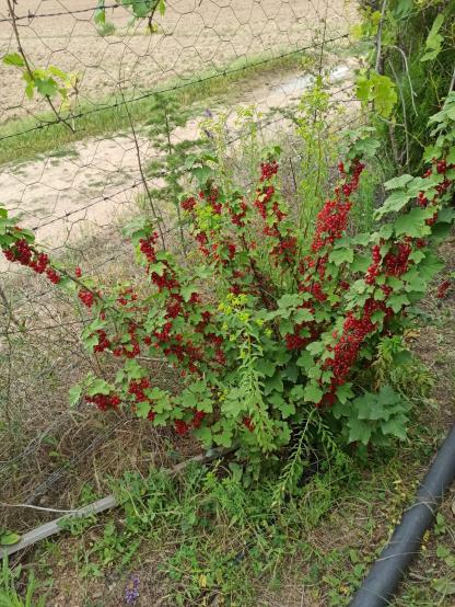 Name:  ribes krmz frenk zm c 1.jpg
Views: 901
Size:  72.7 KB
