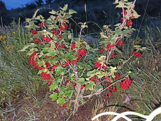 Name:  ribes krmz frenk zm b.jpg
Views: 804
Size:  73.2 KB