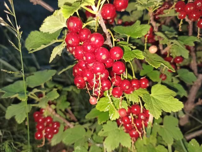 Name:  ribes krmz frenk zm 11.jpg
Views: 795
Size:  59.9 KB