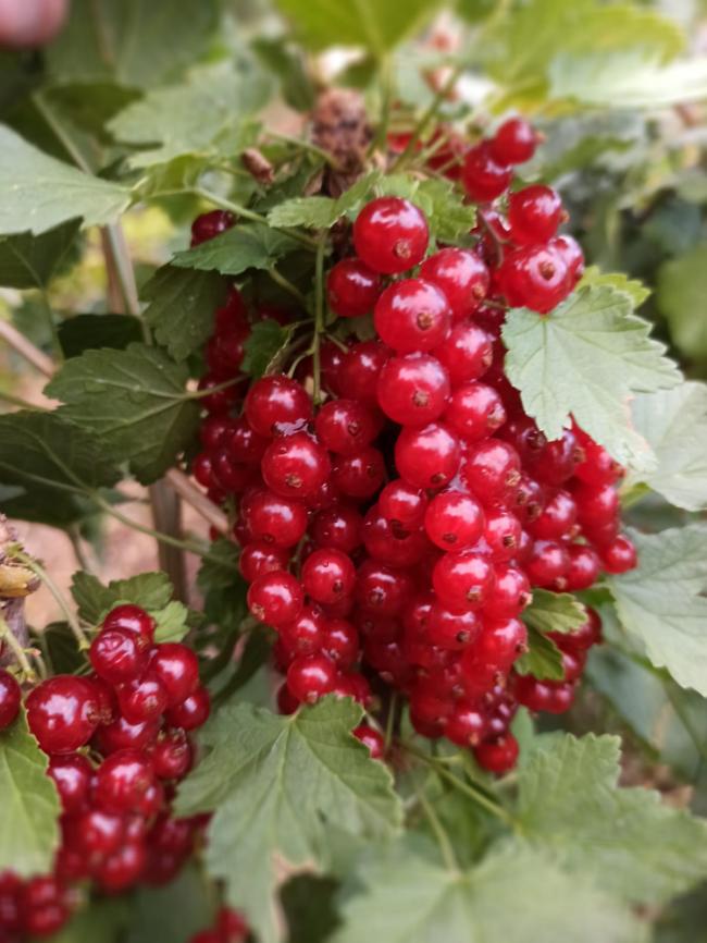 Name:  ribes krmz frenk zm a2.jpg
Views: 739
Size:  69.0 KB