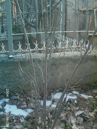 Name:  PHOT0366-1.JPG
Views: 14796
Size:  52.9 KB