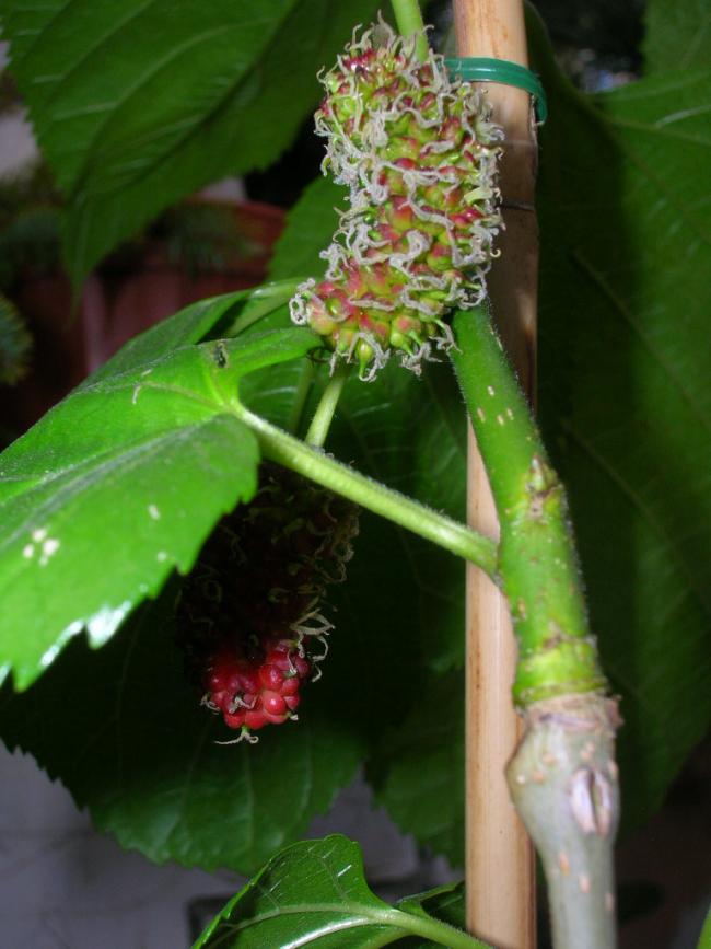 Name:  DSCN5796.jpg
Views: 4078
Size:  59.4 KB