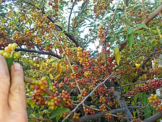 Name:  Gz Zeytini (Elaeagnus umbellata) 3.jpg
Views: 474
Size:  73.9 KB