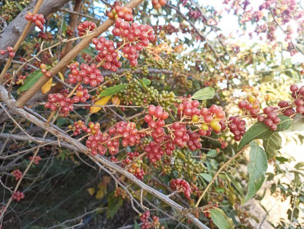 Name:  Gz Zeytini (Elaeagnus umbellata).jpg
Views: 445
Size:  71.6 KB