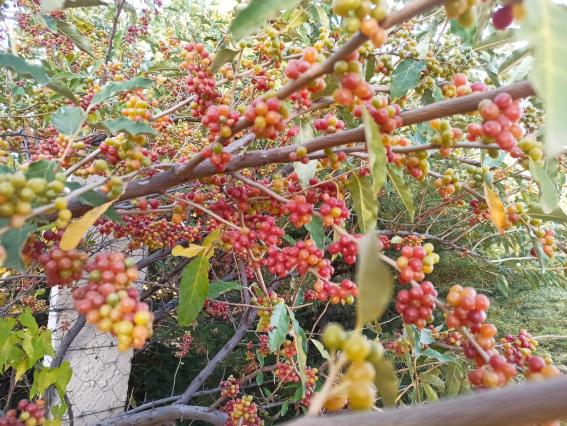 Name:  Gz Zeytini (Elaeagnus umbellata) 4.jpg
Views: 508
Size:  72.6 KB