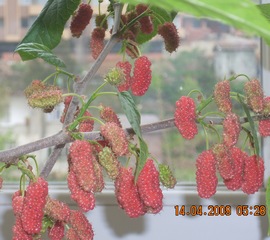 Name:  avs6.jpg
Views: 4515
Size:  66.7 KB