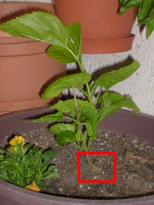Name:  S6304070.JPG
Views: 4627
Size:  57.7 KB