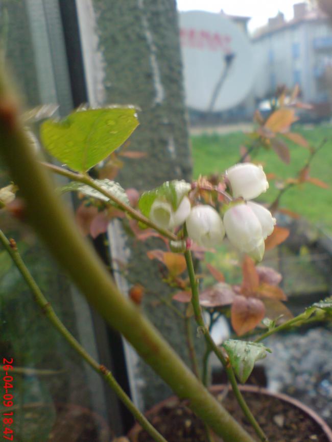 Name:  ser 031.jpg
Views: 1390
Size:  49.9 KB