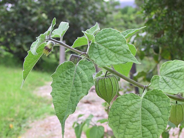 Name:  Physalis_peruviana_01_Cape%20gooseberry.jpg
Views: 1156
Size:  62.3 KB