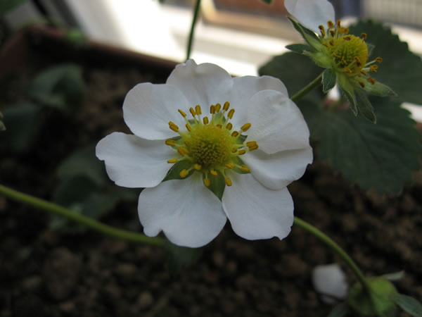 Name:  IMG_6200.jpg
Views: 2424
Size:  30.4 KB