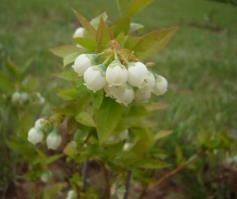 Name:  BB.jpg
Views: 1016
Size:  13.1 KB