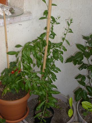 Name:  S6304422.JPG
Views: 785
Size:  62.5 KB