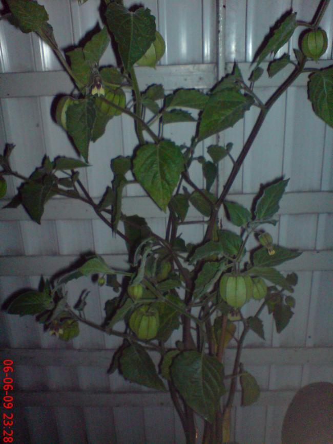 Name:  yeniler 012.jpg
Views: 563
Size:  62.3 KB