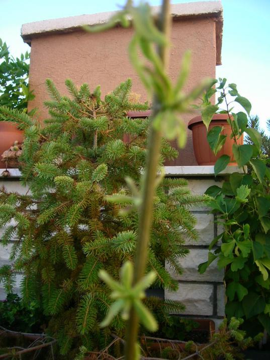Name:  DSCN6467.jpg
Views: 642
Size:  73.0 KB