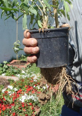 Name:  goji_1.jpg
Views: 1355
Size:  49.3 KB