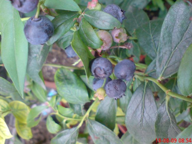 Name:  haftason gzelce hisar 009.jpg
Views: 949
Size:  43.8 KB