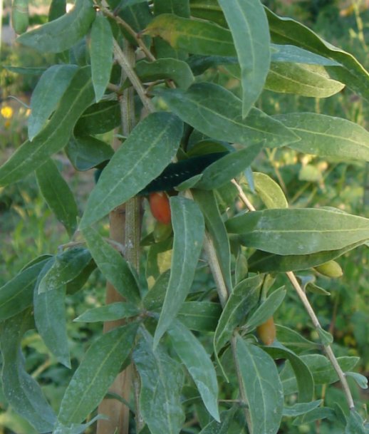 Name:  meyvelitepe_goji.jpg
Views: 1165
Size:  59.8 KB