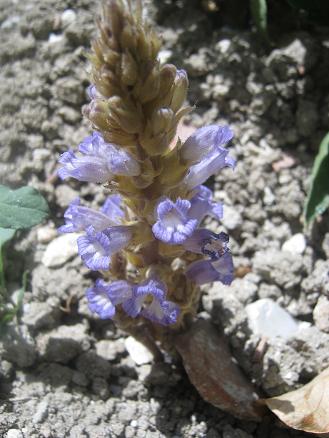 Name:  oroban1.JPG
Views: 5231
Size:  40.2 KB