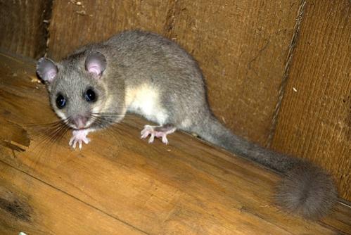 Name:  yediuyur.jpg
Views: 12454
Size:  30.2 KB