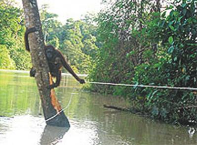 Name:  Orangutan 1.jpg
Views: 6761
Size:  27.3 KB
