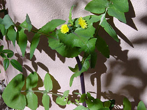 Name:  Sonchus_ole_300.jpg
Views: 214184
Size:  23.7 KB