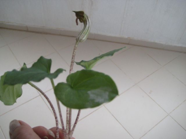 Name:  IMG_4618.JPG
Views: 10225
Size:  30.6 KB