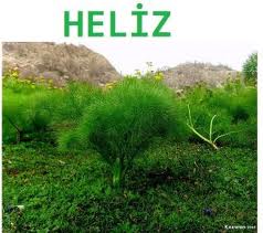 Name:  helis.jpg
Views: 12865
Size:  10.3 KB