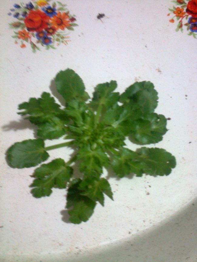 Name:  Fotoraf1944.jpg
Views: 3235
Size:  56.3 KB