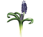 Name:  bitki res 1.jpg
Views: 2306
Size:  3.4 KB
