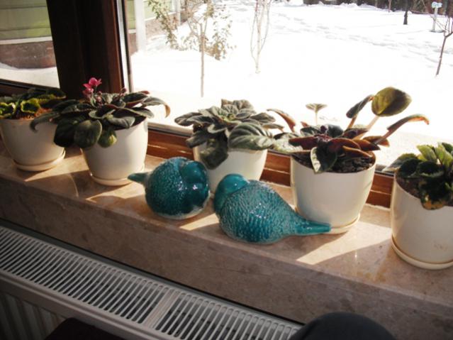 Name:  DSCF2060.jpg
Views: 2916
Size:  43.7 KB