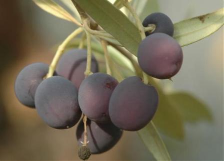 Name:  Olea.jpg
Views: 35779
Size:  13.5 KB