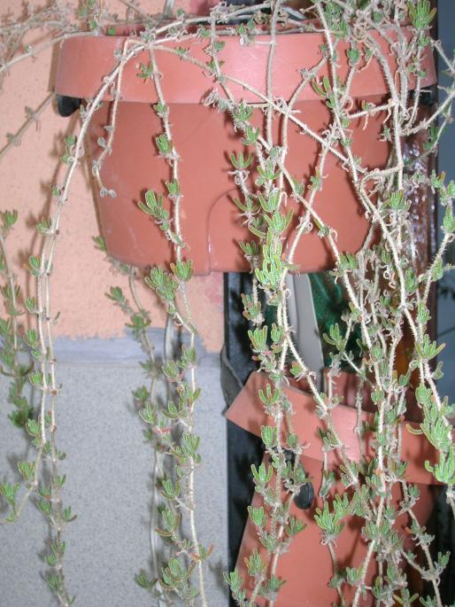 Name:  DSCN7123.jpg
Views: 4941
Size:  75.6 KB