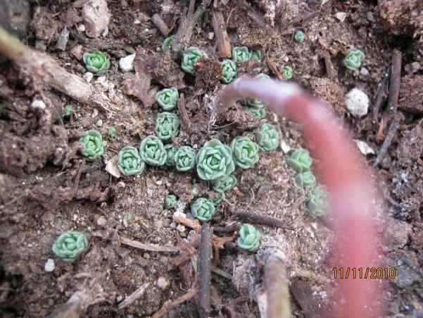 Name:  sedum sieboldii.jpg
Views: 13806
Size:  72.2 KB