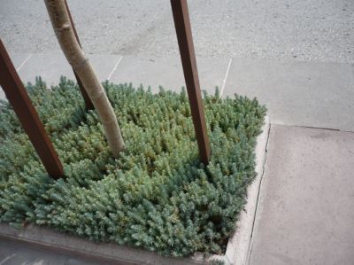 Name:  sedum.jpg
Views: 8466
Size:  54.0 KB