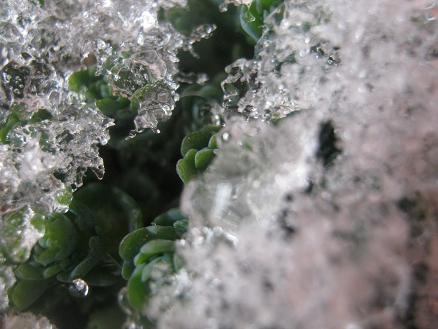 Name:  sedum sieboldii.JPG
Views: 11280
Size:  40.1 KB