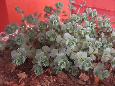 Name:  sedum sieboldii.JPG
Views: 10167
Size:  44.8 KB