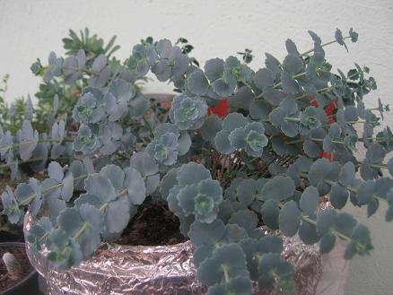 Name:  sedum sieboldii.JPG
Views: 10545
Size:  41.7 KB