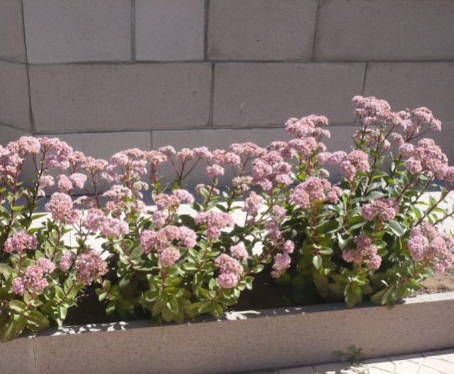 Name:  sedum t.jpg
Views: 5046
Size:  63.3 KB