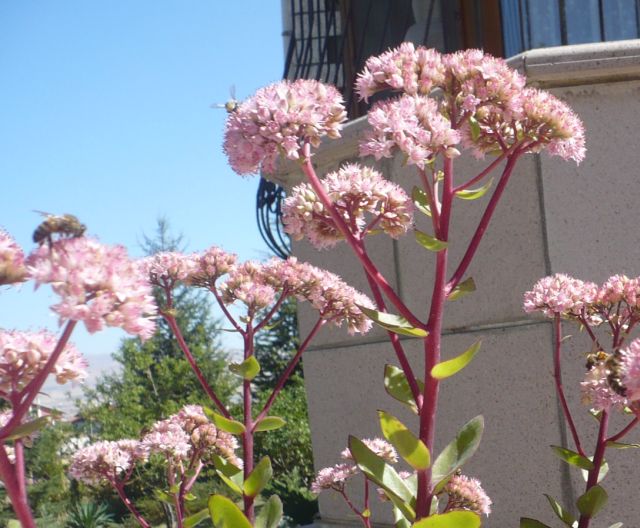Name:  sedum2.jpg
Views: 4839
Size:  63.7 KB