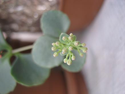 Name:  sedum s..JPG
Views: 9430
Size:  25.4 KB