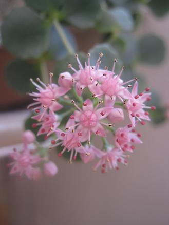 Name:  sieboldii.JPG
Views: 9648
Size:  21.5 KB