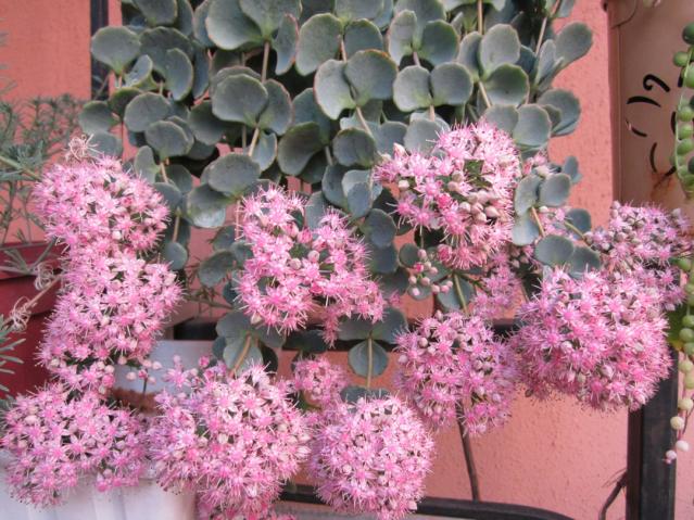 Name:  IMG_0004.jpg
Views: 10582
Size:  70.0 KB