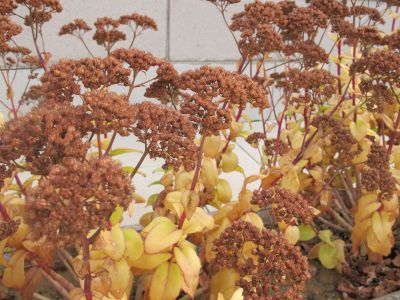 Name:  sedum.jpg
Views: 4936
Size:  33.9 KB