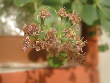 Name:  sedum s..JPG
Views: 8957
Size:  33.0 KB
