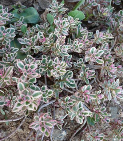 Name:  sedum sp. tricolor.jpg
Views: 4098
Size:  57.1 KB