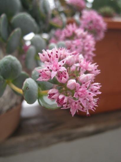 Name:  s. sieboldii1.jpg
Views: 7509
Size:  23.1 KB